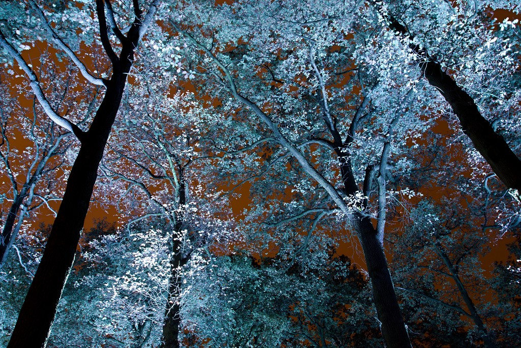 eindhoven kunst art china light licht festival lichtshow show festiviteit glow evenement event chinees chinese verlichting draak dragon lichtfestival